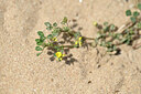 BUITEN BEELD Foto: 438835