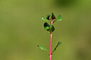 BUITEN BEELD Foto: 438839