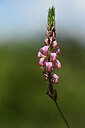 BUITEN BEELD Foto: 438845