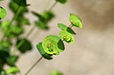BUITEN BEELD Foto: 438848