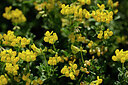 BUITEN BEELD Foto: 438851