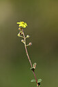 BUITEN BEELD Foto: 438863