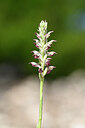 BUITEN BEELD Foto: 438876