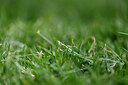 BUITEN BEELD Foto: 438880