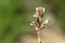BUITEN BEELD Foto: 438882