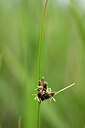 BUITEN BEELD Foto: 438883
