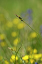 BUITEN BEELD Foto: 438886