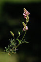 BUITEN BEELD Foto: 438887