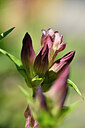 BUITEN BEELD Foto: 438893