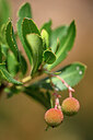 BUITEN BEELD Foto: 438896