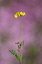 BUITEN BEELD Foto: 438897