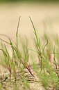 BUITEN BEELD Foto: 438899