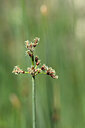 BUITEN BEELD Foto: 438915