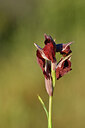 BUITEN BEELD Foto: 438916