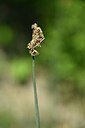 BUITEN BEELD Foto: 438918