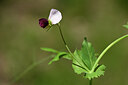 BUITEN BEELD Foto: 438922
