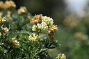 BUITEN BEELD Foto: 438926