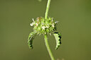 BUITEN BEELD Foto: 438927