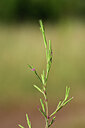 BUITEN BEELD Foto: 438930