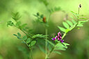 BUITEN BEELD Foto: 438943