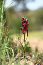 BUITEN BEELD Foto: 438949