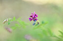 BUITEN BEELD Foto: 438955