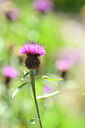BUITEN BEELD Foto: 438958