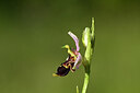 BUITEN BEELD Foto: 438960
