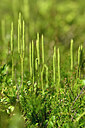 BUITEN BEELD Foto: 438961