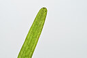 BUITEN BEELD Foto: 438962