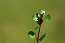 BUITEN BEELD Foto: 438969