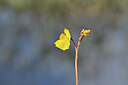 BUITEN BEELD Foto: 438972