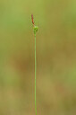 BUITEN BEELD Foto: 438973
