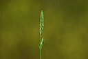 BUITEN BEELD Foto: 438977