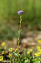 BUITEN BEELD Foto: 438978