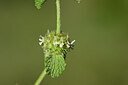 BUITEN BEELD Foto: 438979