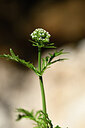 BUITEN BEELD Foto: 438983