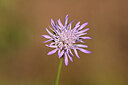 BUITEN BEELD Foto: 438986