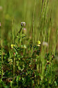 BUITEN BEELD Foto: 438991