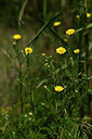 BUITEN BEELD Foto: 438992