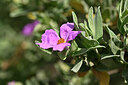 BUITEN BEELD Foto: 438996
