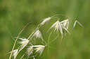 BUITEN BEELD Foto: 438997