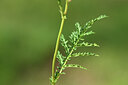 BUITEN BEELD Foto: 438998