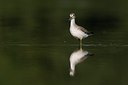 BUITEN BEELD Foto: 43004