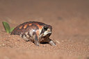 BUITEN BEELD Foto: 43025