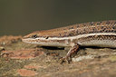 BUITEN BEELD Foto: 43041