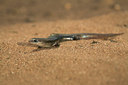 BUITEN BEELD Foto: 43056