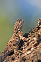 BUITEN BEELD Foto: 43076