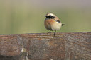 BUITEN BEELD Foto: 43118