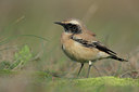 BUITEN BEELD Foto: 43119